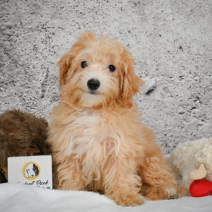 F1 Maltipoo Puppy for Sale