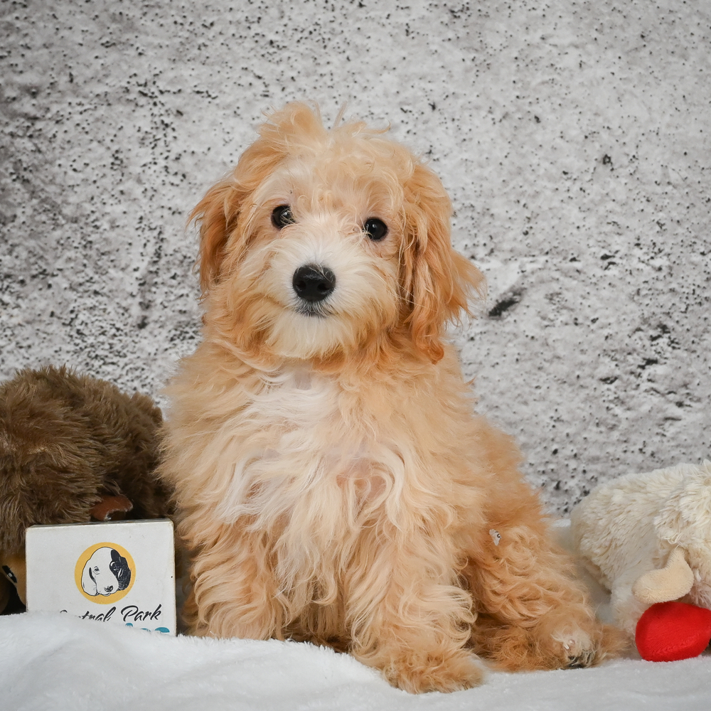 F1 Maltipoo Puppy for Sale in NYC