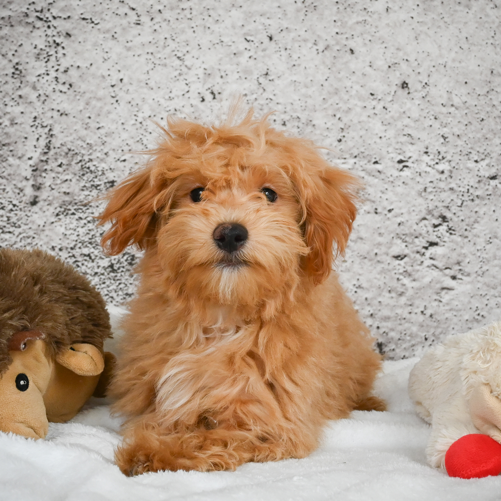 F1 Maltipoo Puppy for Sale in NYC