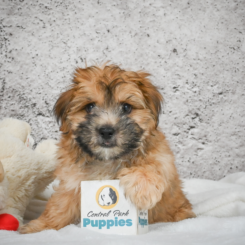 F1 Morkie Puppy for Sale in NYC