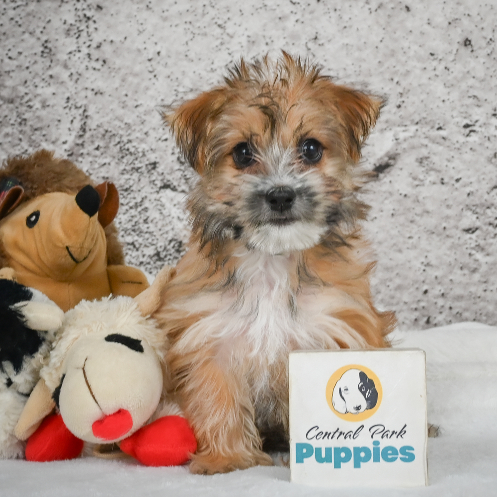 F1 Morkie Puppy for Sale in NYC
