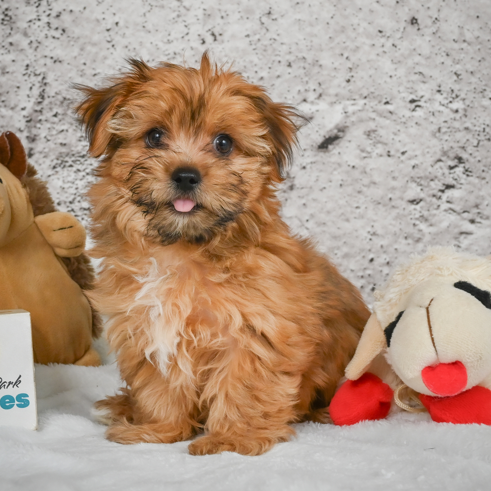 F1 Morkie Puppy for Sale in NYC