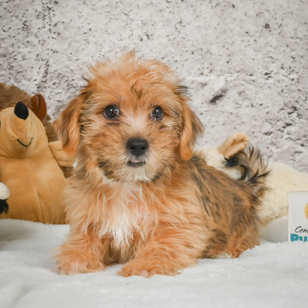 F1 Morkie Puppy for Sale in NYC