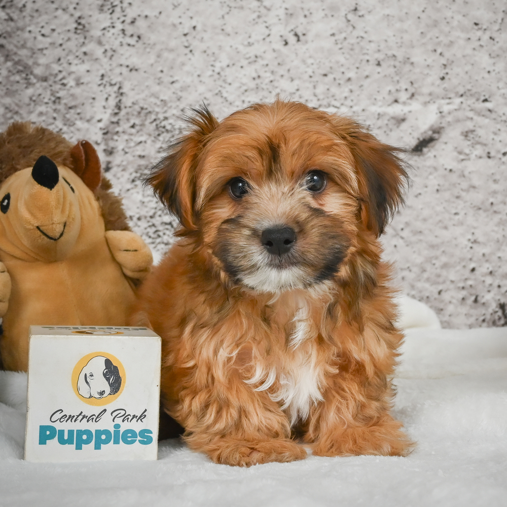 F1 Morkie Puppy for Sale in NYC