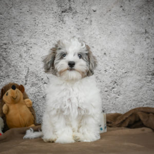 F1 Maltipoo Puppy for Sale