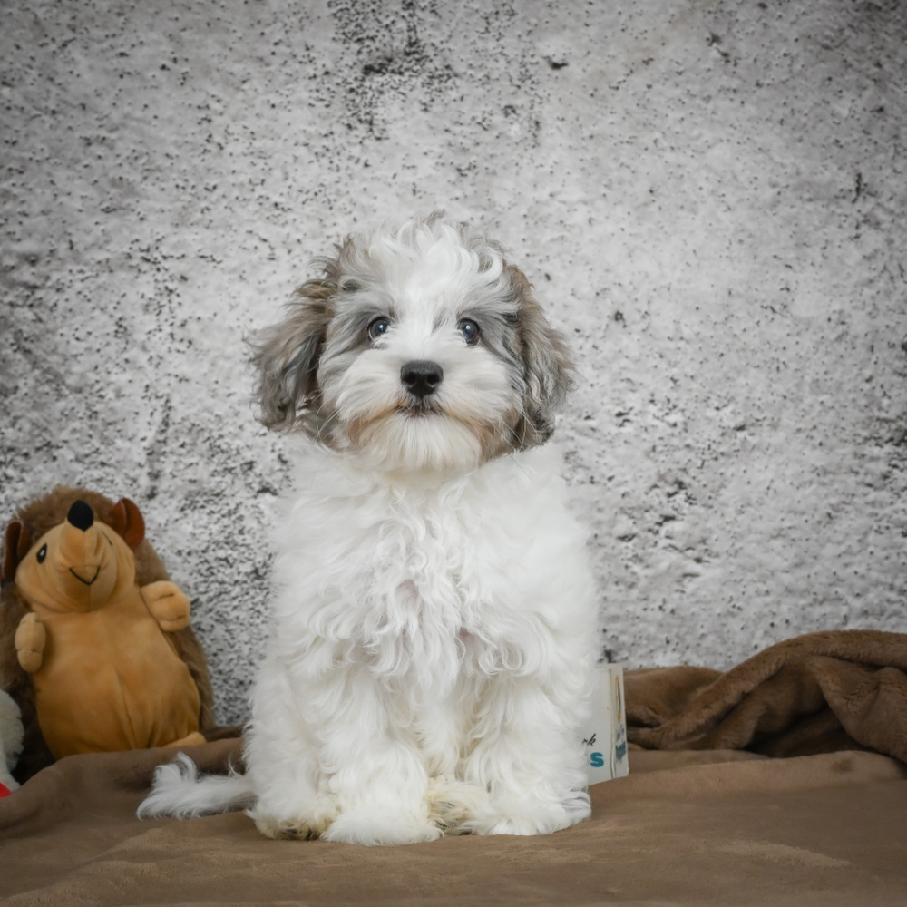 F1 Maltipoo Puppy for Sale in NYC
