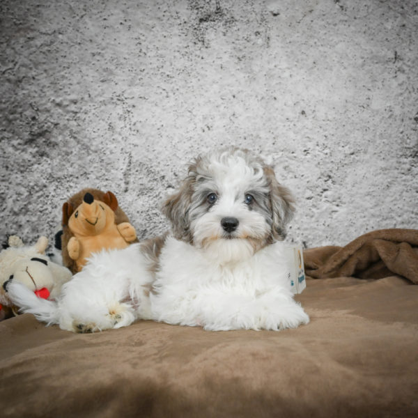 F1 Maltipoo Puppy for Sale