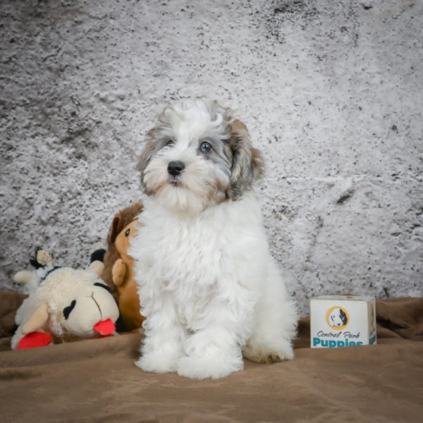F1 Maltipoo Puppy for Sale