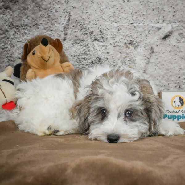 F1 Maltipoo Puppy for Sale