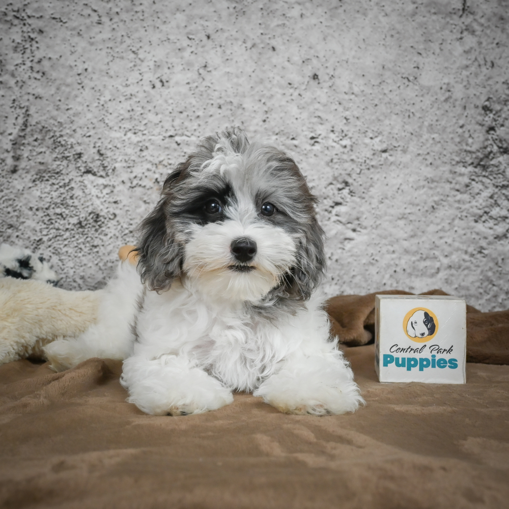 F1 Maltipoo Puppy for Sale in NYC