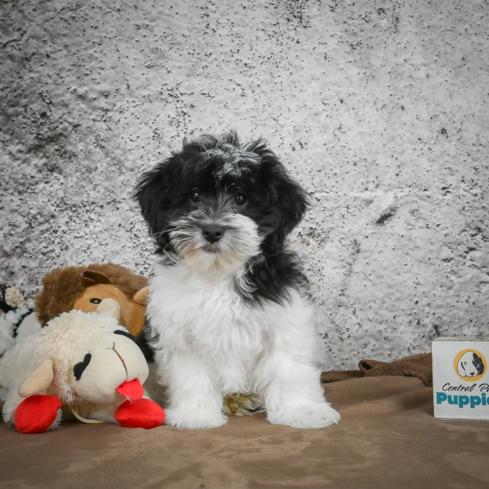 F1 Maltipoo Puppy for Sale in NYC