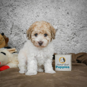 Miniature Poodle Puppy for Sale