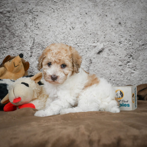 Miniature Poodle Puppy for Sale