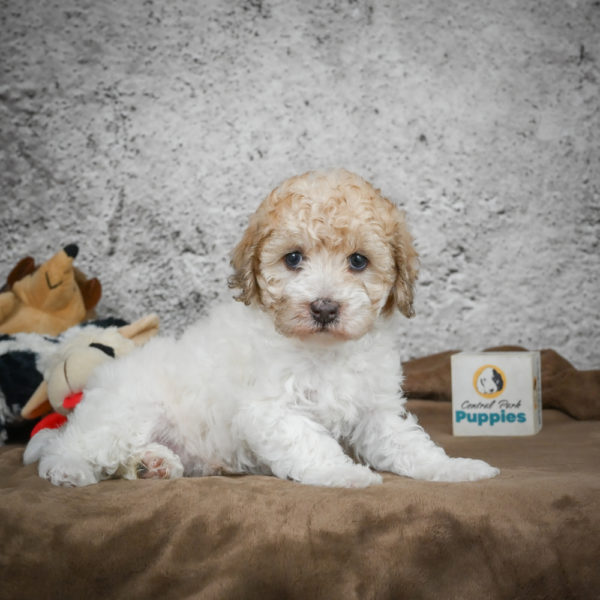 Miniature Poodle Puppy for Sale