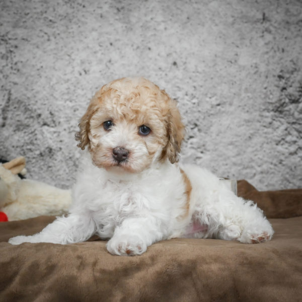 Miniature Poodle Puppy for Sale