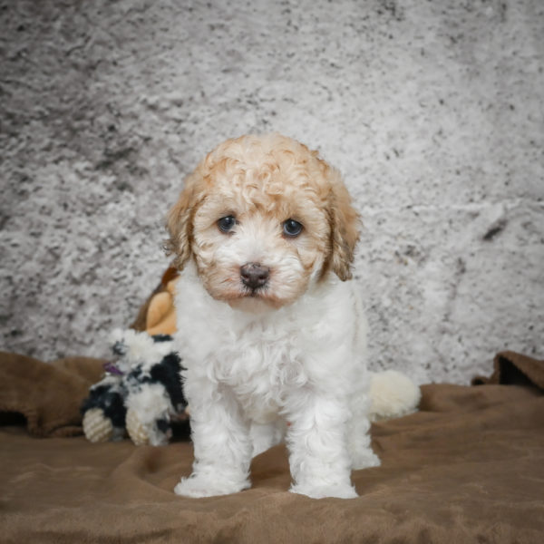 Miniature Poodle Puppy for Sale