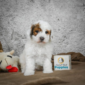 Miniature Poodle Puppy for Sale
