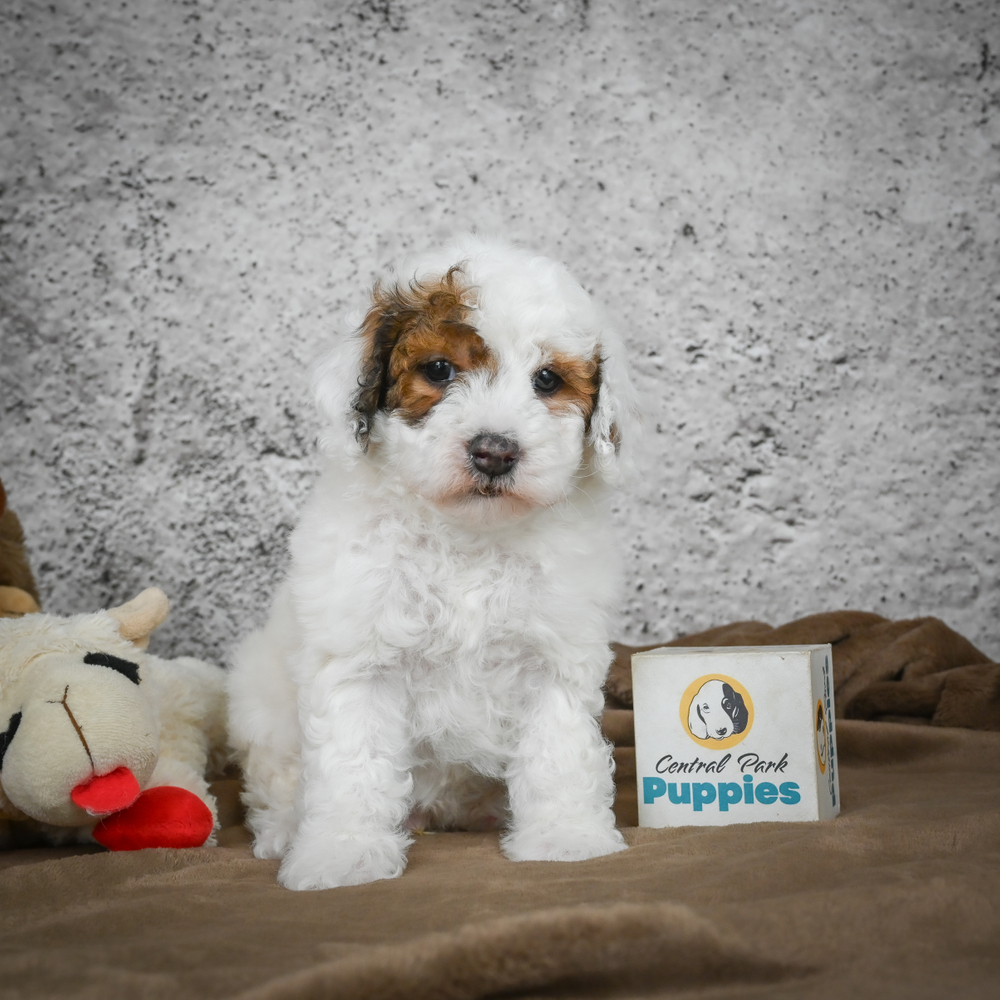 Miniature Poodle Puppy for Sale in NYC