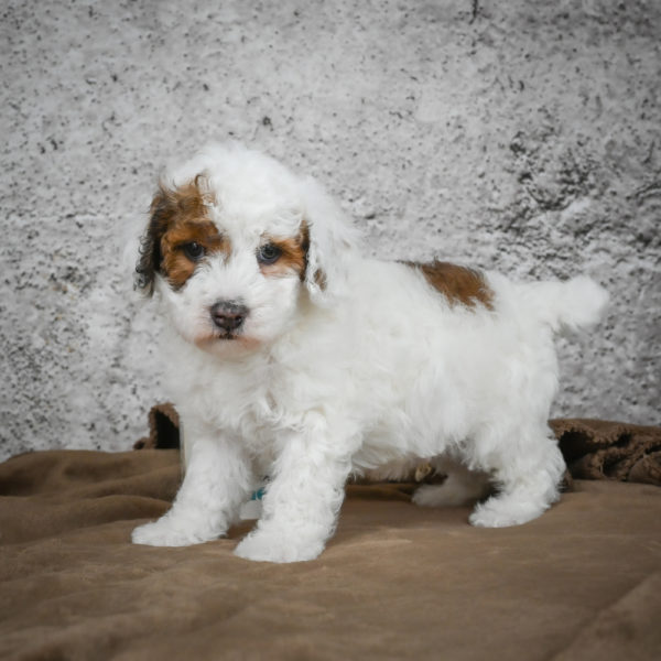 Miniature Poodle Puppy for Sale