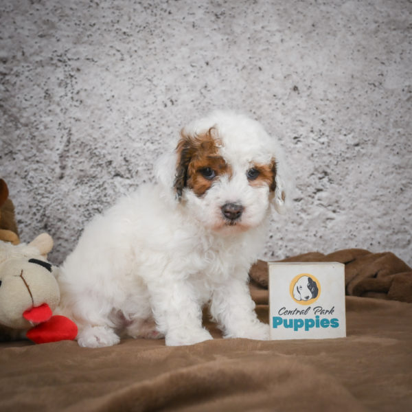 Miniature Poodle Puppy for Sale