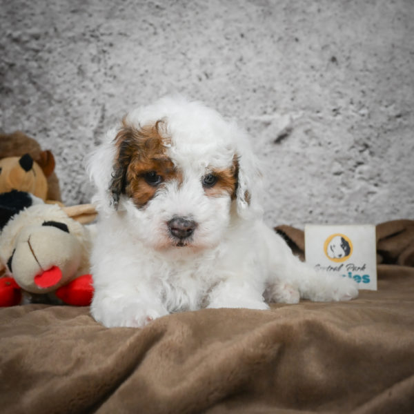 Miniature Poodle Puppy for Sale