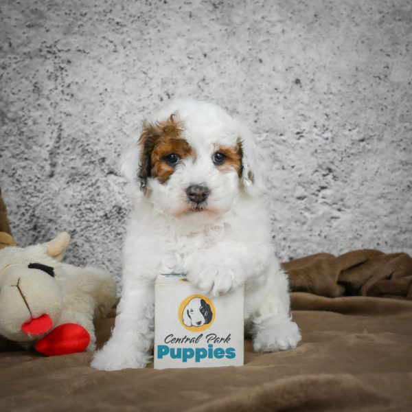 Miniature Poodle Puppy for Sale