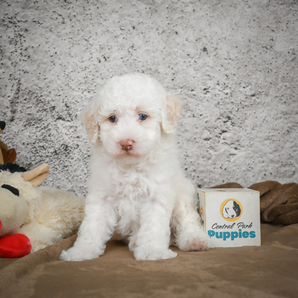 Miniature Poodle Puppy for Sale in NYC