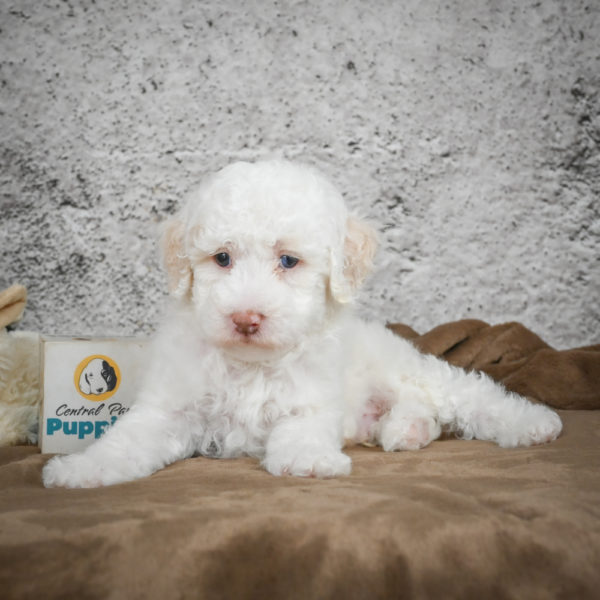 Miniature Poodle Puppy for Sale