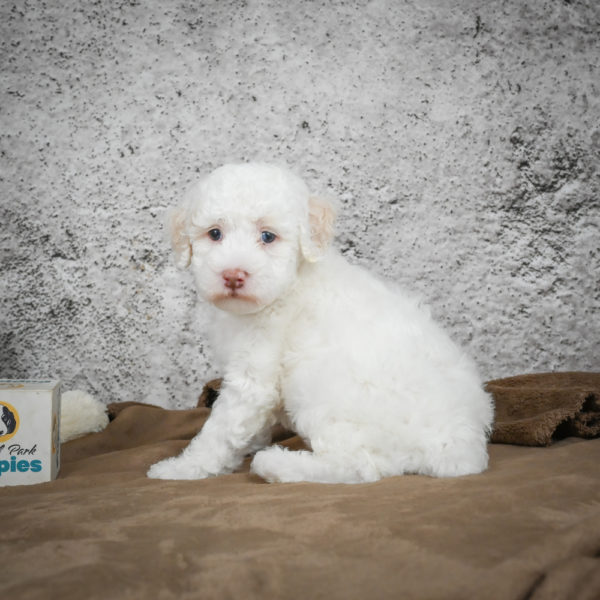 Miniature Poodle Puppy for Sale