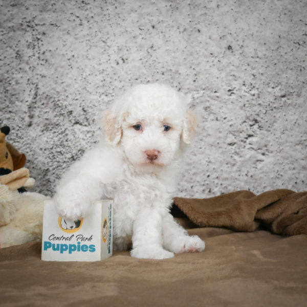 Miniature Poodle Puppy for Sale