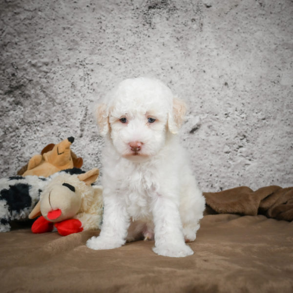 Miniature Poodle Puppy for Sale