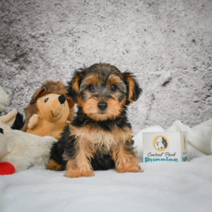 Yorkshire Terrier Puppy for Sale
