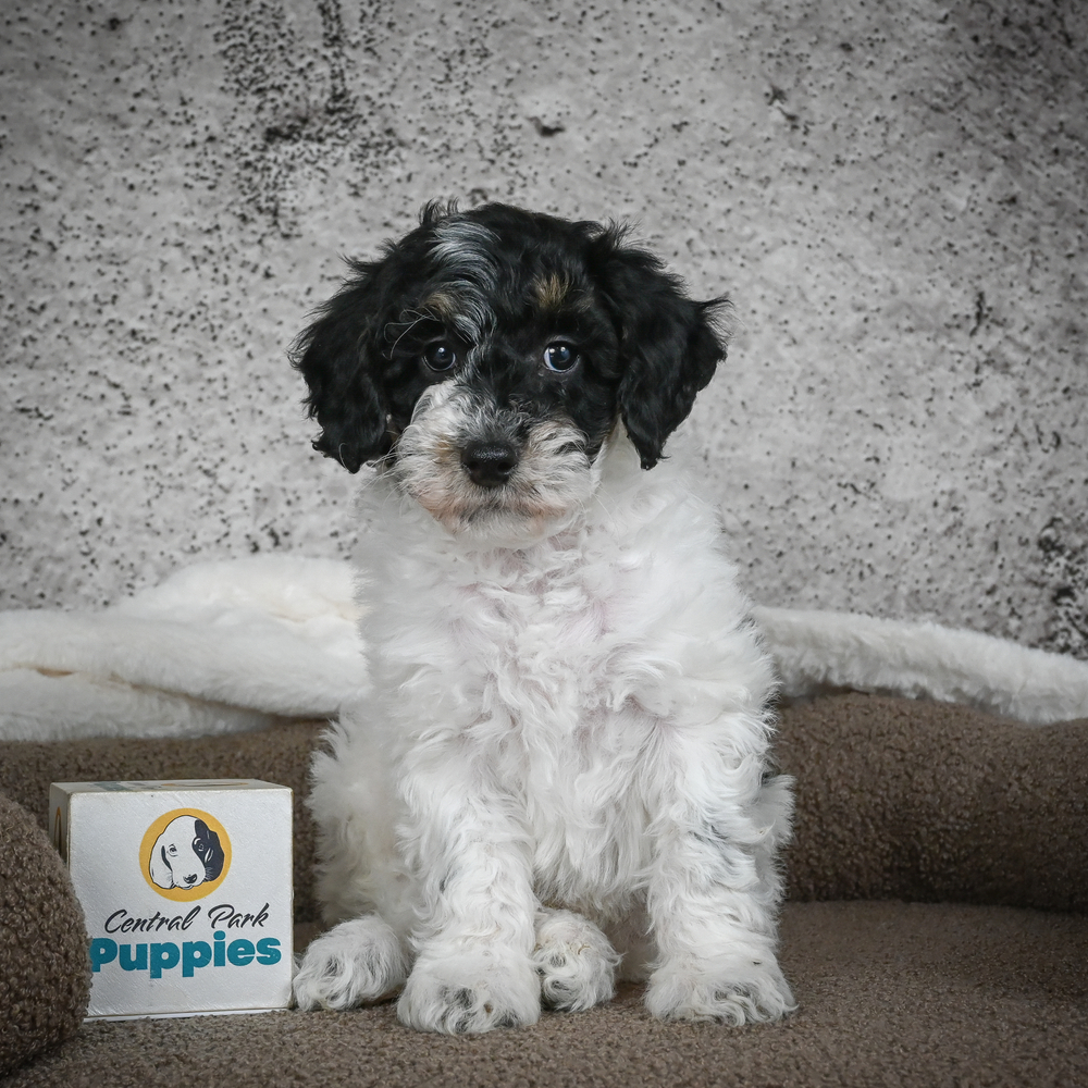 Poodle Puppy for Sale in NYC