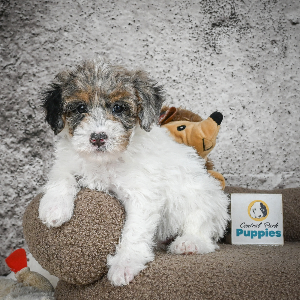 Poodle Puppy for Sale in NYC