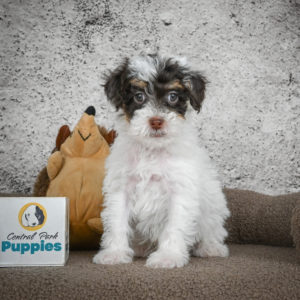 Poodle Puppy for Sale