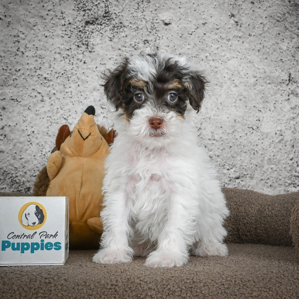 Poodle Puppy for Sale in NYC