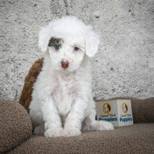 Poodle Puppy for Sale
