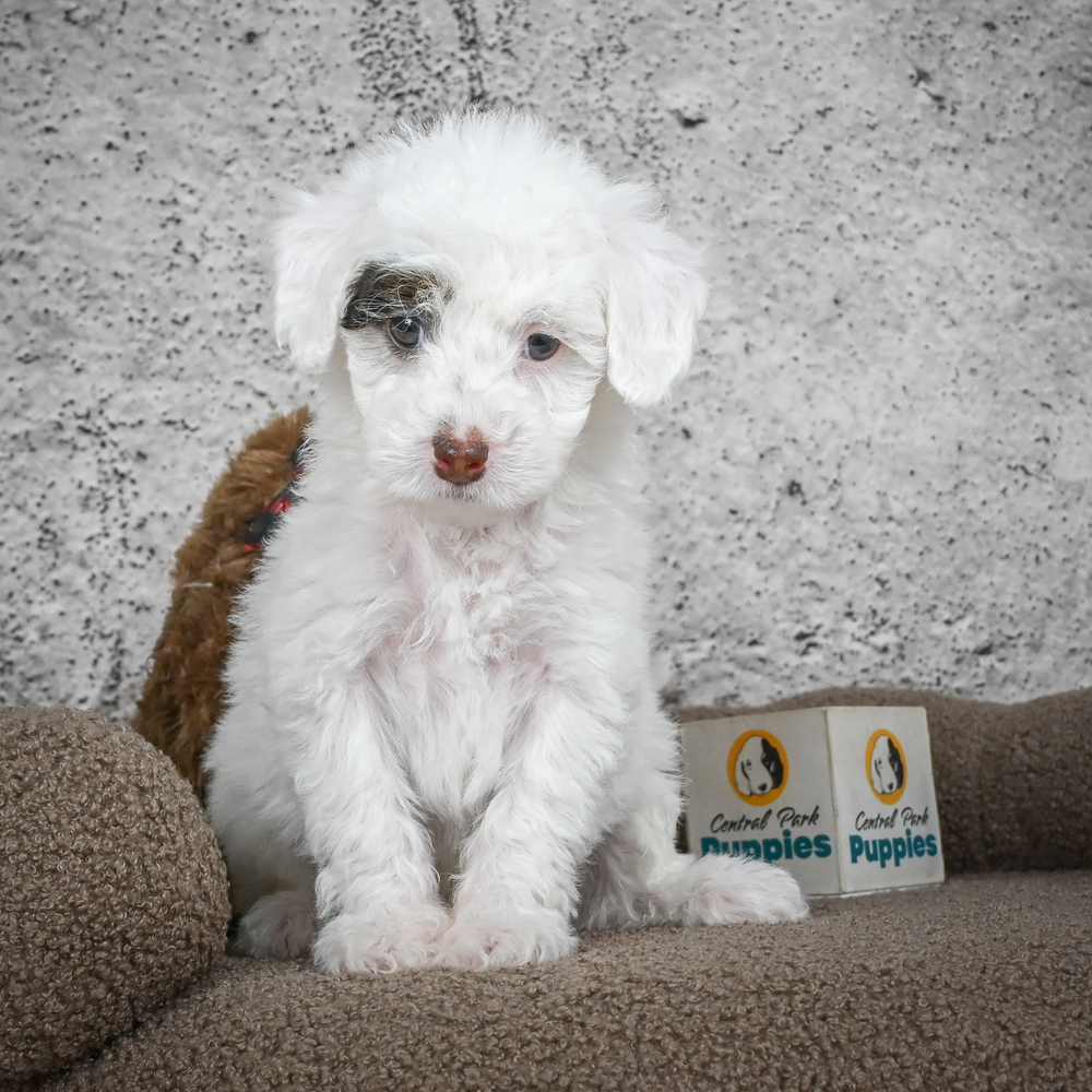 Poodle Puppy for Sale in NYC