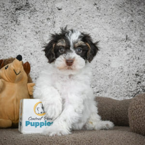 Poodle Puppy for Sale