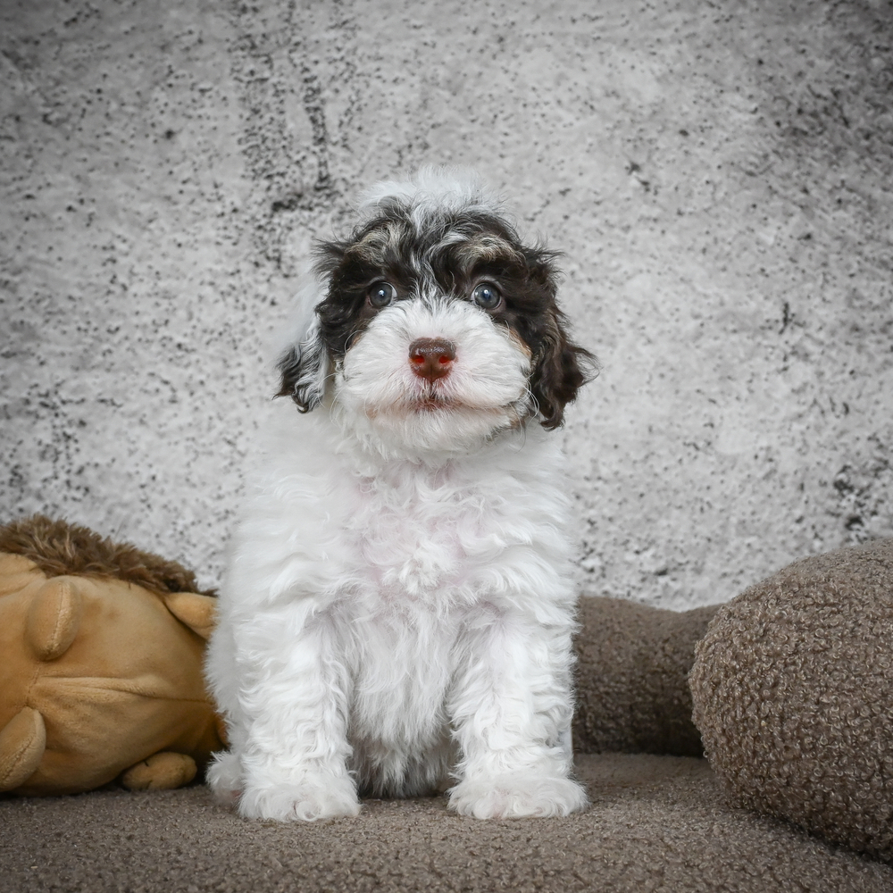 Poodle Puppy for Sale in NYC