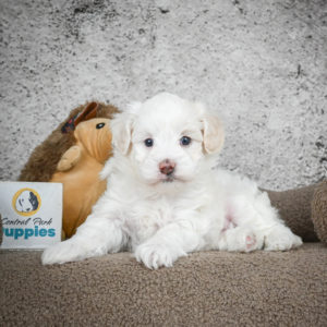 F1 Maltipoo Puppy for Sale