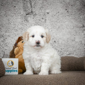 F1 Maltipoo Puppy for Sale