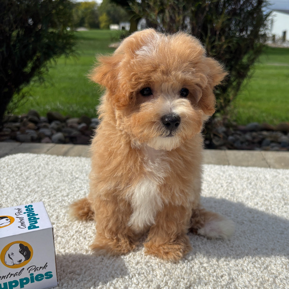 F1 Maltipoo Puppy for Sale in NYC