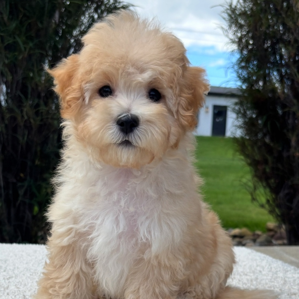 F1 Maltipoo Puppy for Sale in NYC