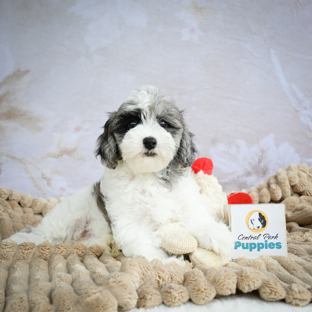 Test Breed Puppy for Sale in NYC