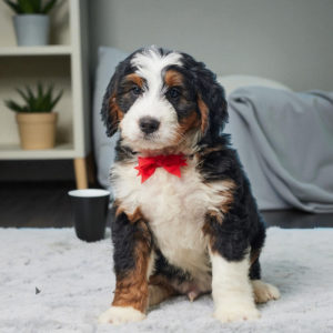 F1 Mini Bernedoodle Puppy for Sale
