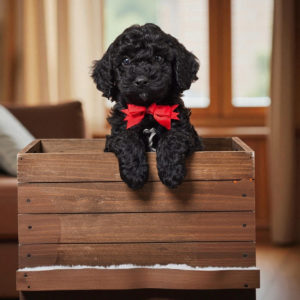 F1b Cavapoo Puppy for Sale