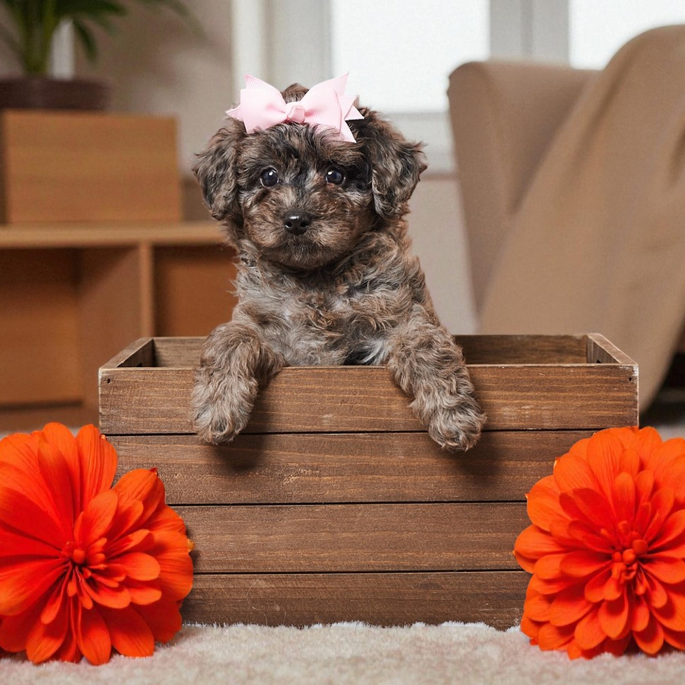F1b Cavapoo Puppy for Sale in NYC