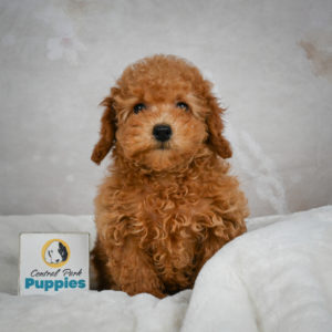 F1b Maltipoo Puppy for Sale