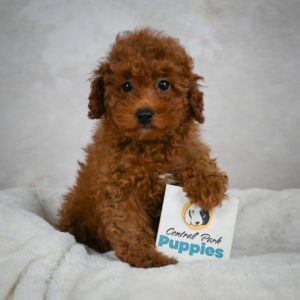 F1b Maltipoo Puppy for Sale